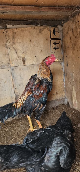 Дакан бойцовая птица