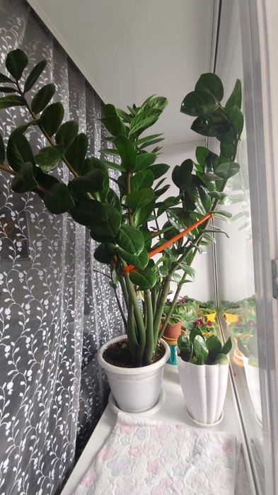 Продам замиокулькас