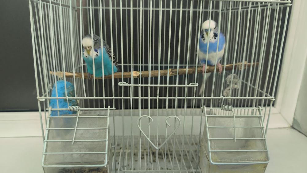 18500 попугаи с клеткой