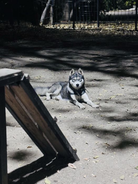 Отдам две собаки в добрые руки