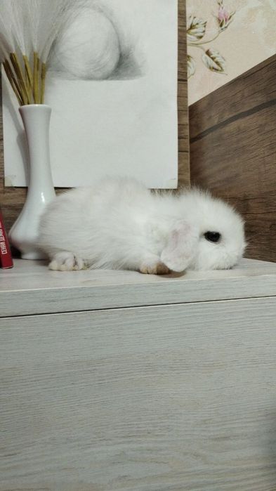 Карликовый кролик