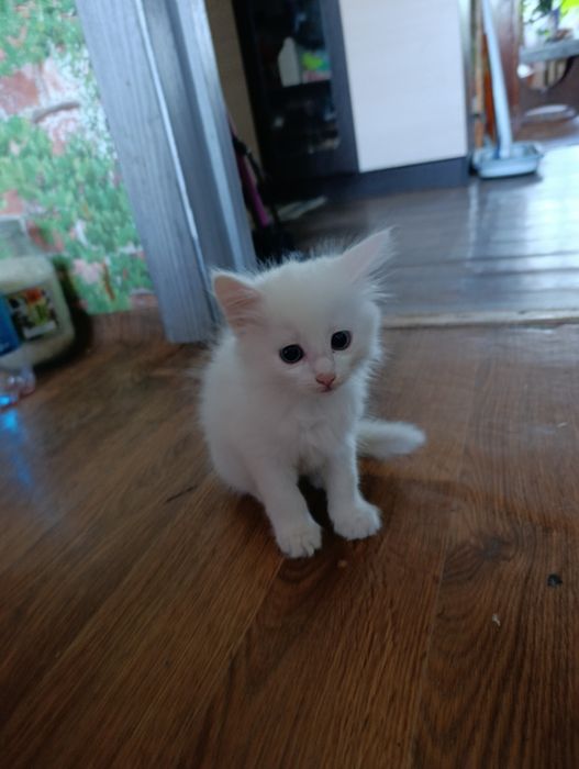 Отдам котят ( кошечек) в добрые руки