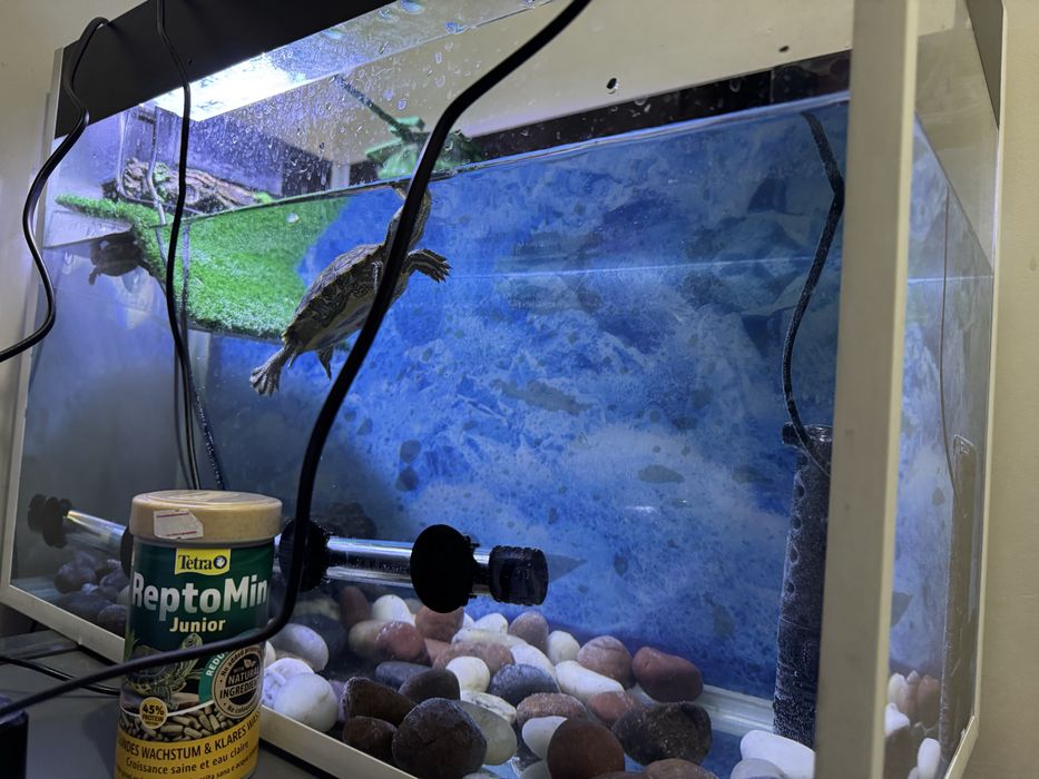 Красноухие черепахи + аквариум