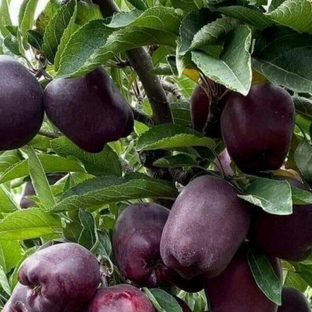 Тоза интинсиб ва полкарлик олма кучатлар