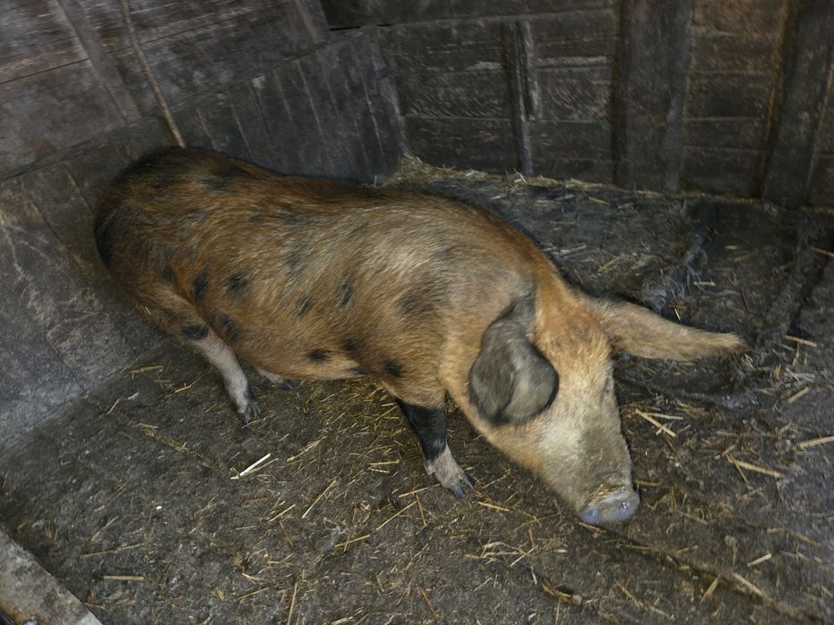 Vând capre Alpina Franceza