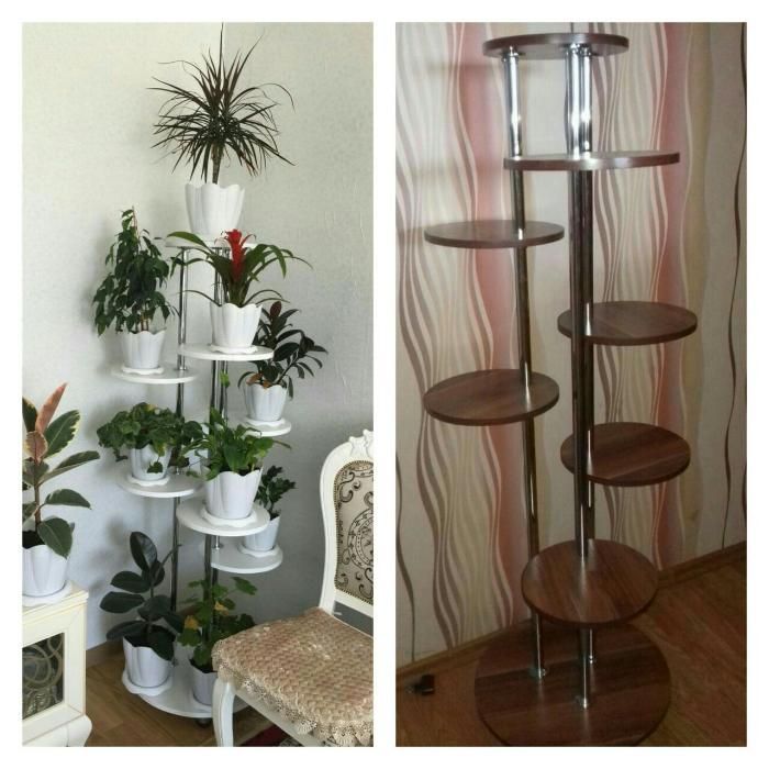 хлорофитум кудрявый бони пеларгонии цветы не дорого растения комнатные