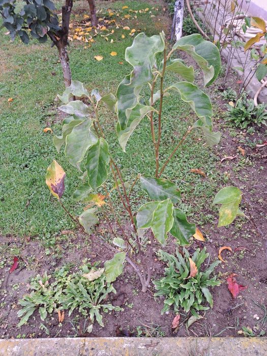 Magnolie / Magnolii  de vanzare plante de gradina