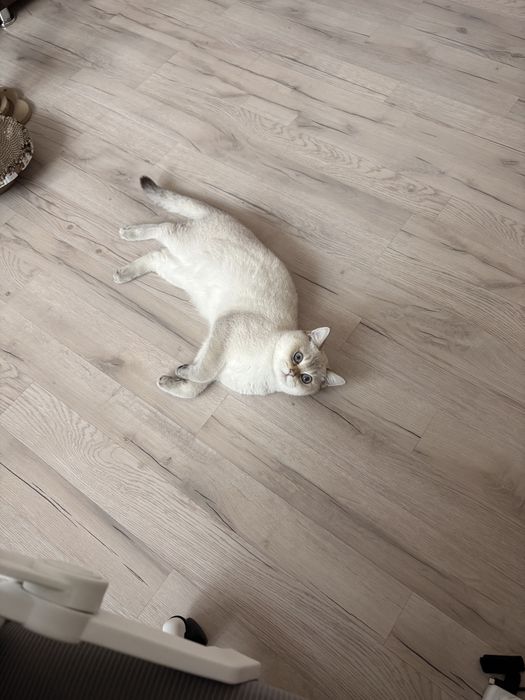 Котенок кот мальчик 8 месяцев