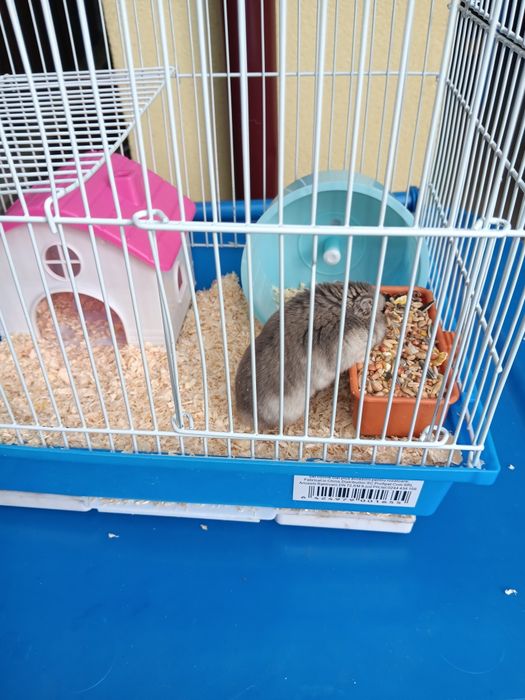 Se vinde ce se vede în poza