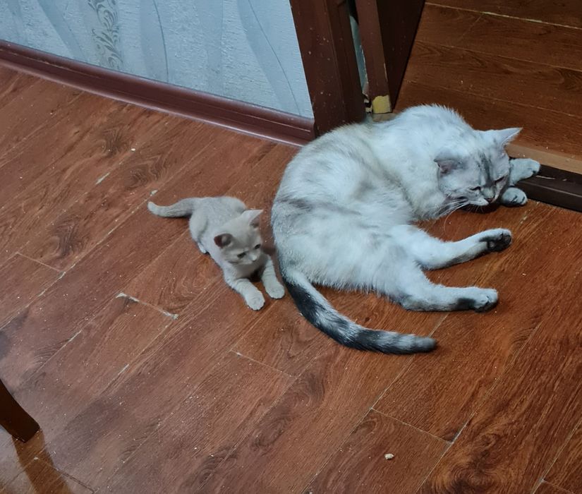 Отдам котенка мальчика в добрые руки