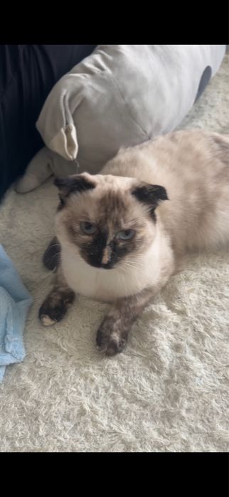 Отдам кошку в добрве руки