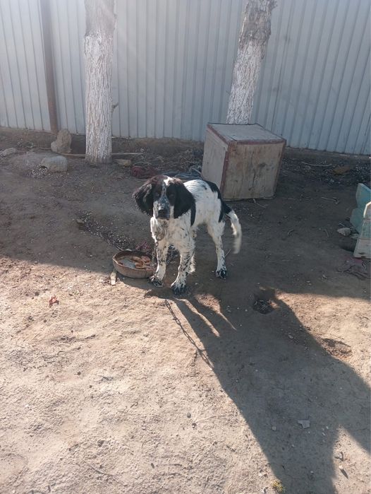 Сатылады/ 1 Май ауылында