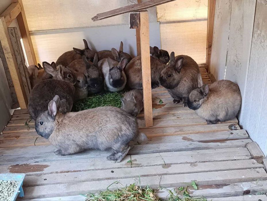 Karlik quyonlar sotiladi optom