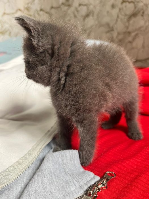 Продам котят британские