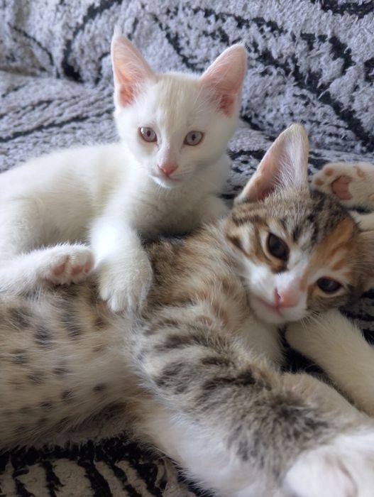 Продаются котята