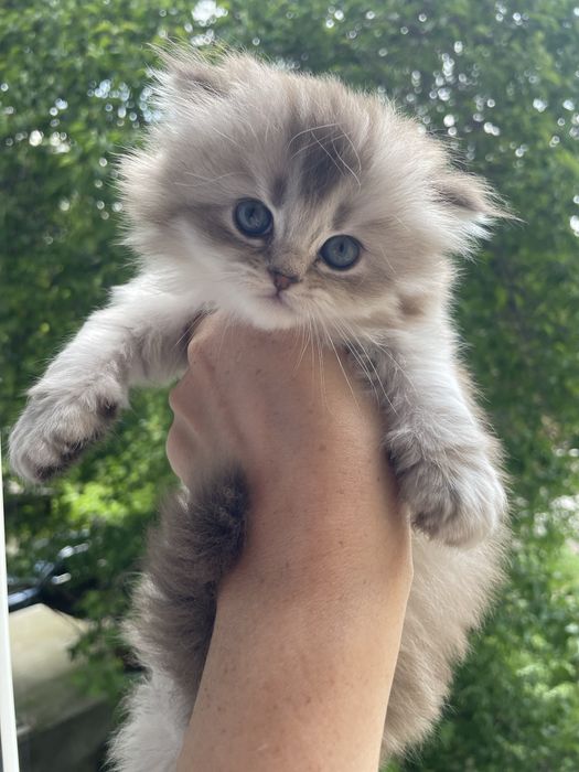 Продаются котята породы скоттиш фолд и скоттиш страйт