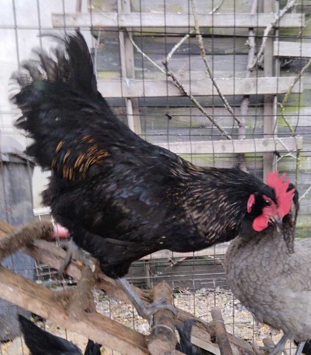 Cocoși 10 luni talie medie