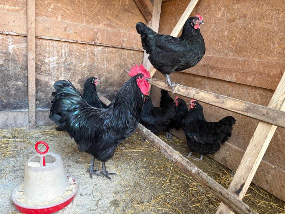 Vând ouă de găini australorp disponibile pentru incubat!