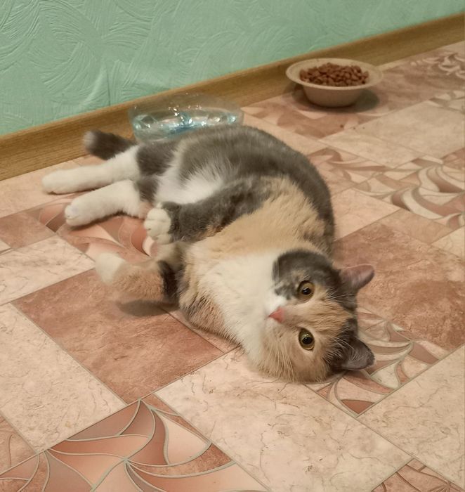 Кошка стерилизованая