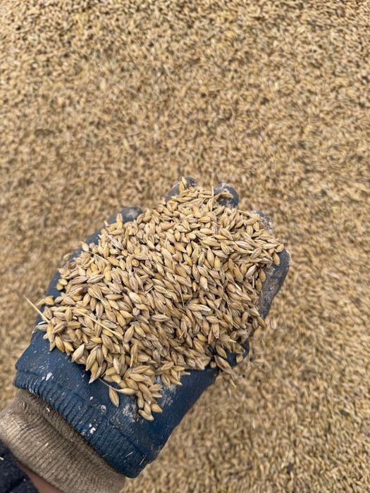 Ячмень сухои и чистый