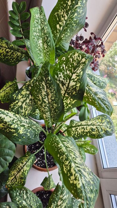 Диффенбахия, цветок, цветы