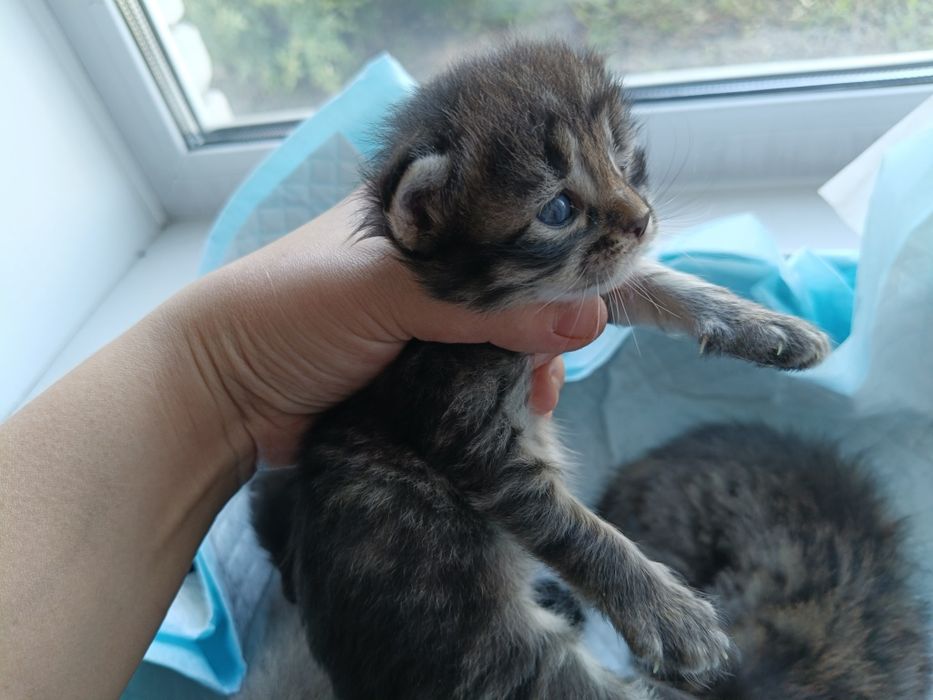 Отдам котят в хорошие руки