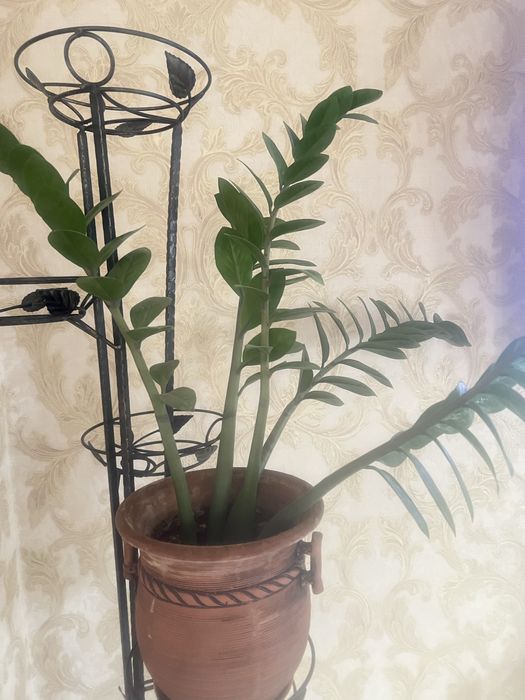 Живые цветы для офиса