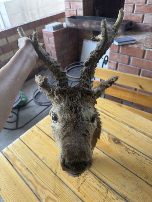 Голова оленя срочно