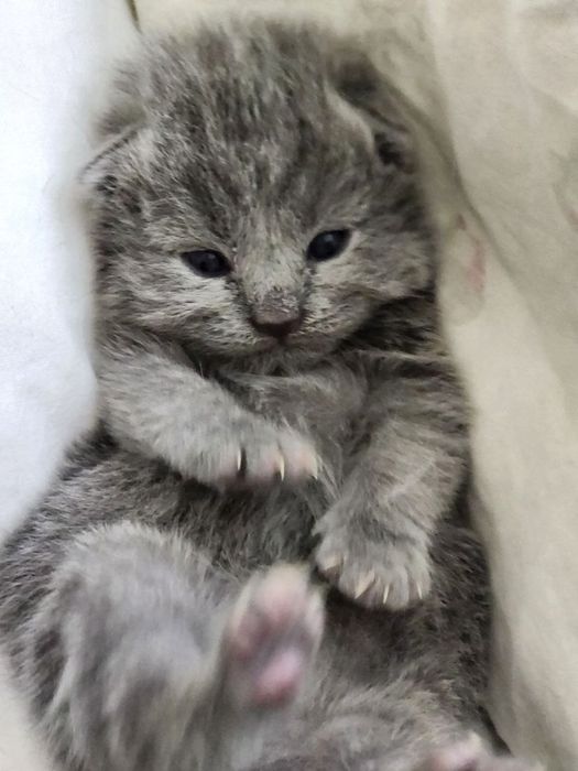 Продаются вислоухие котята скотиш фолд и страйт