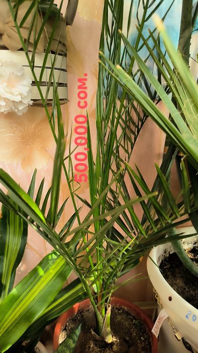 Пальмы, цветы,различные растения.