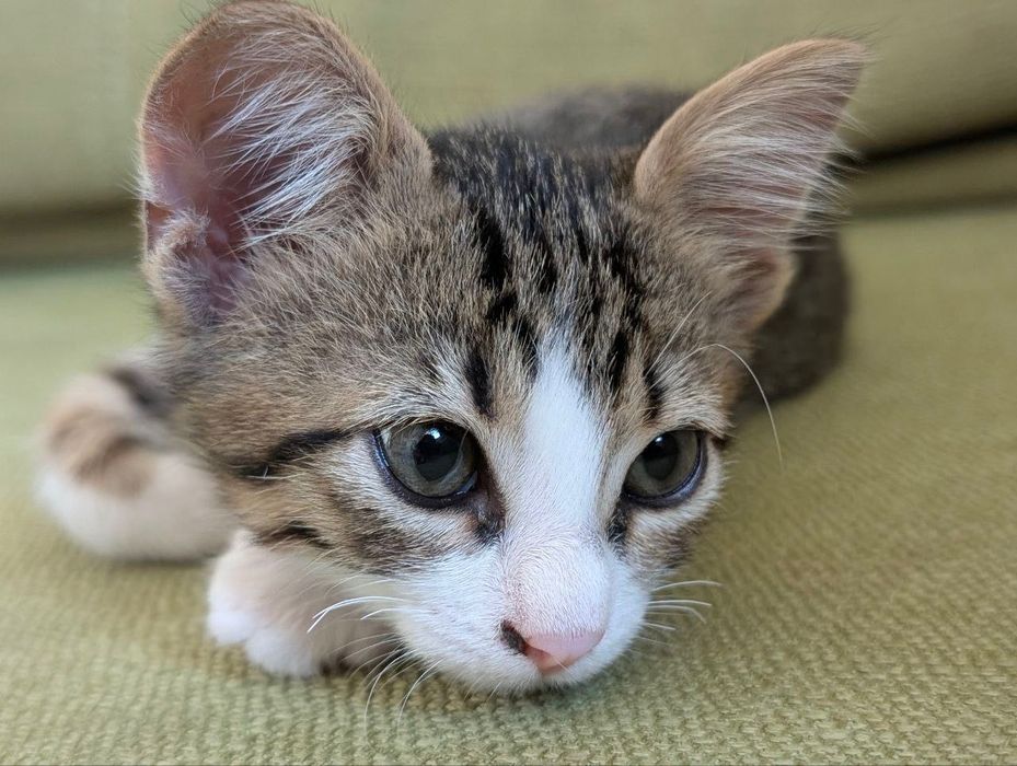 Котенце момче, 2 месеца