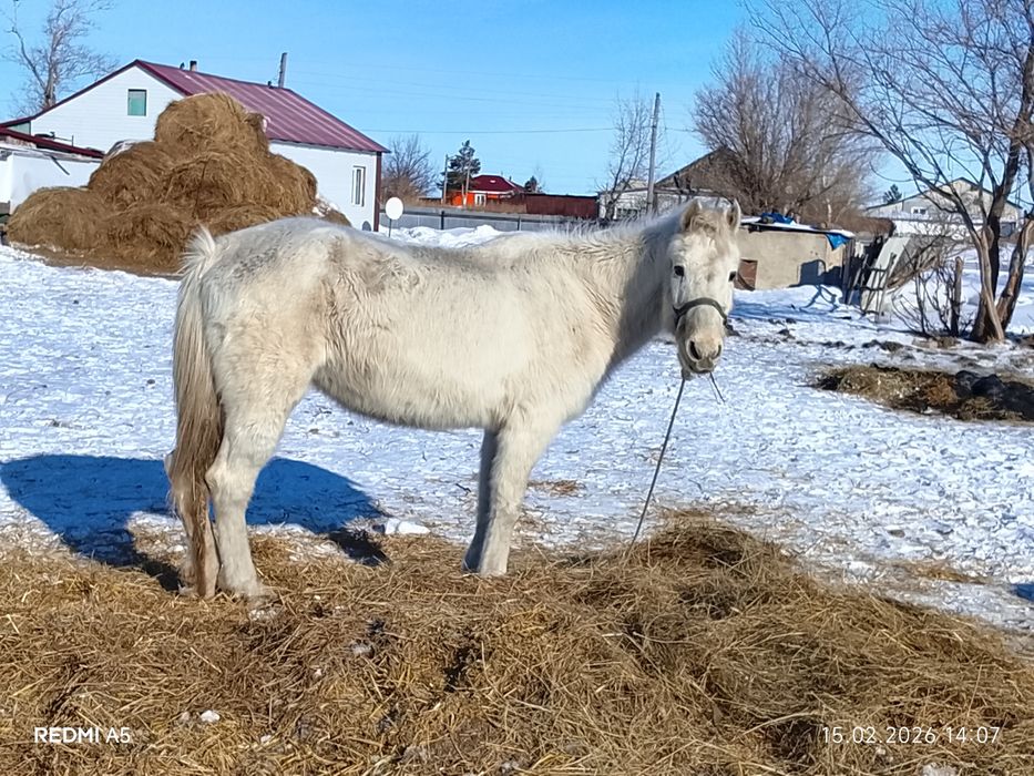 Продам кобылку н
