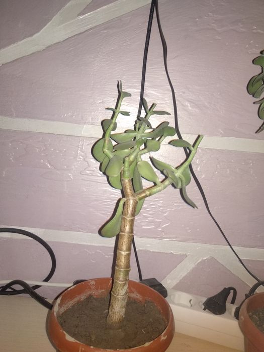 Денежныи цветы .