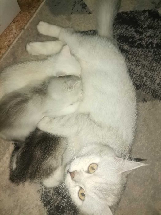 Продам котят Скотиш Страйт