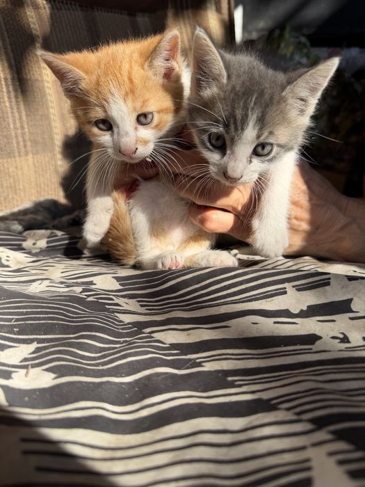 Pisicute spre adoptie
