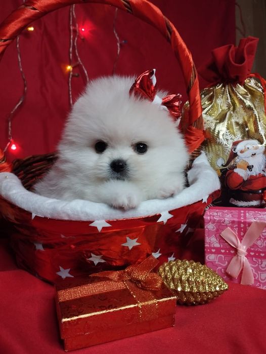 Щенки шпица мини