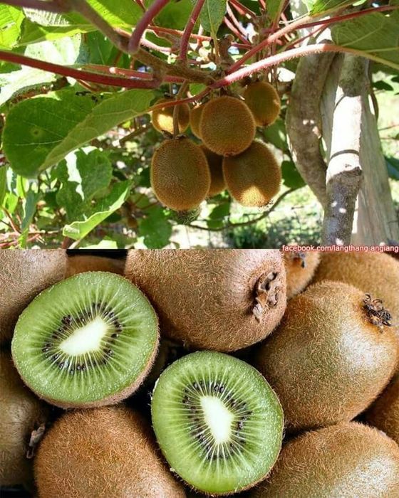 Pomi Fructiferi Exotici (Kiwi )