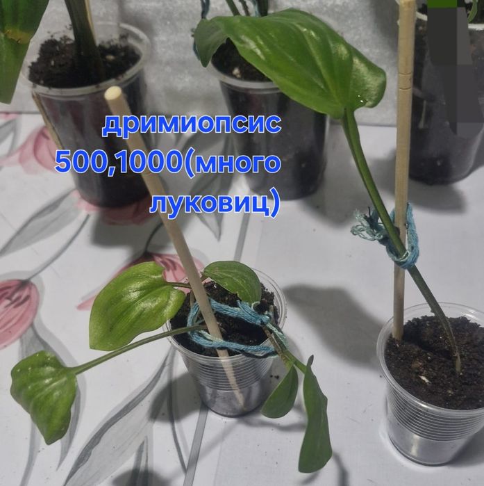 Домашние цветы разные