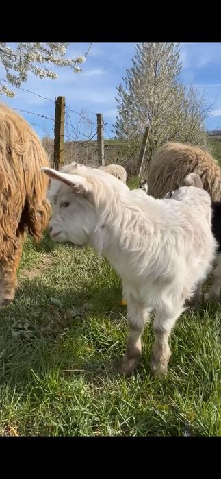 Capre și iezi de vânzare
