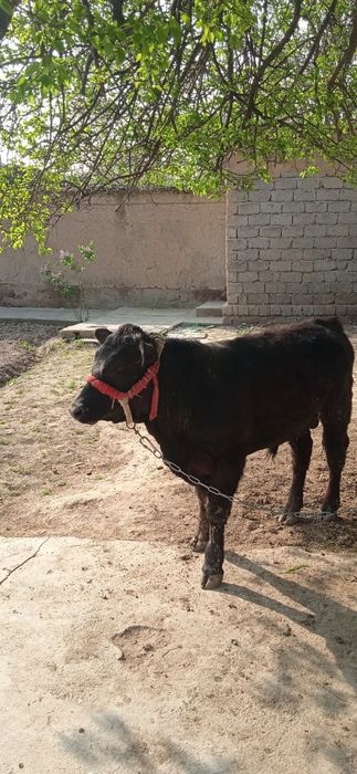 Buqa angus gibrit 7 oyli yeb ichishi yahwi narhi 27mln som