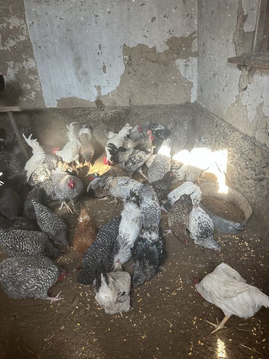 Тауықтар сатылады.