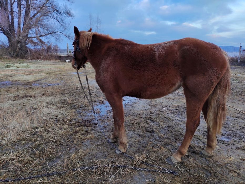 Продается лошадь (кобыла)