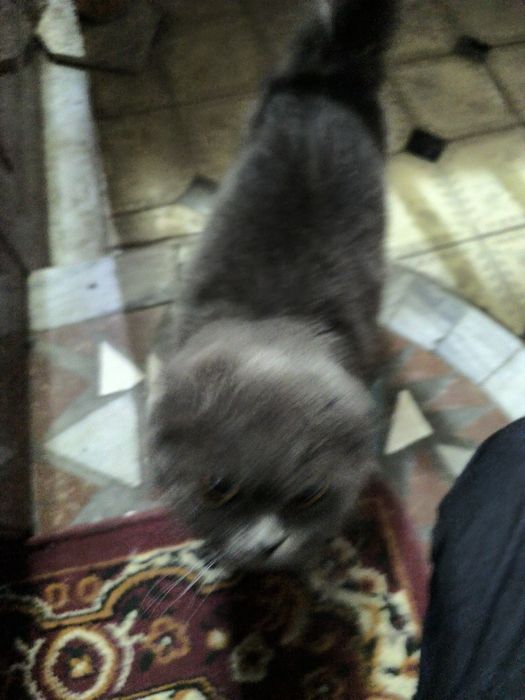 Mushuk sotiladi kul rang jundor