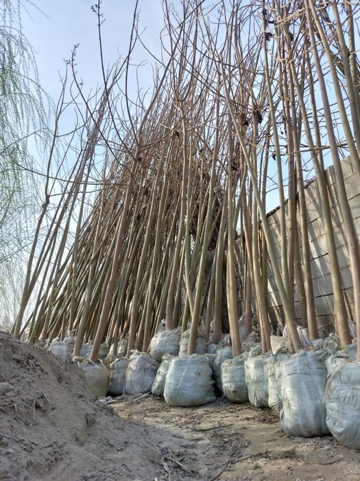 Pavlovniya bor  ikki yillik