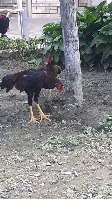 Тозза Дакан хуроз