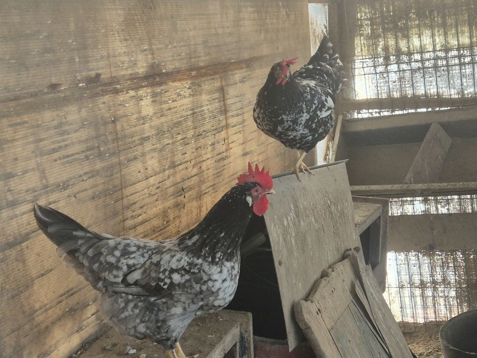 Oua italiene bobate pe negru si albastru