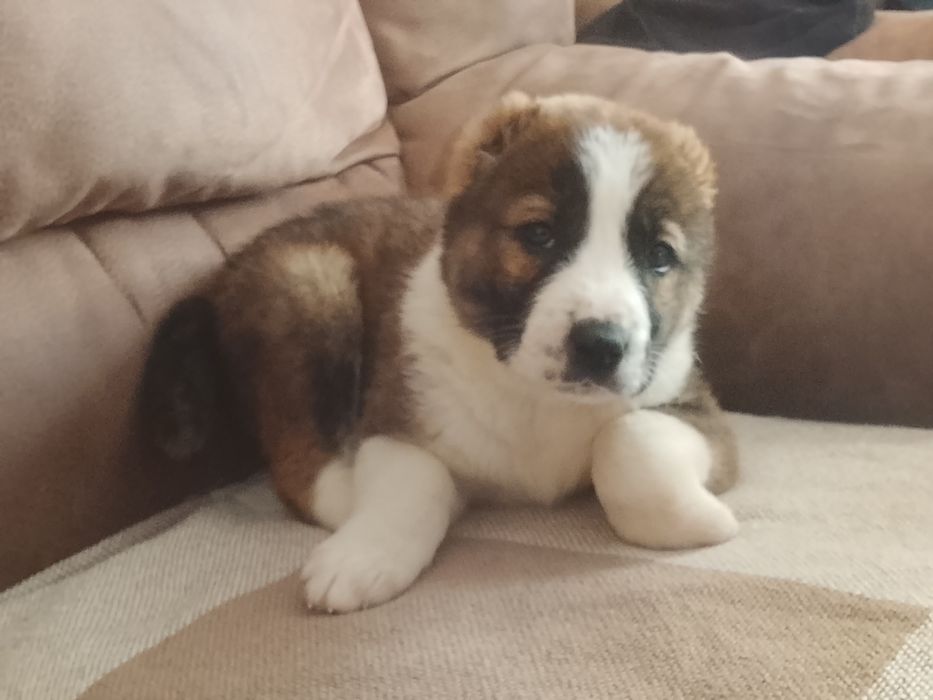 Щенки САО Алабай