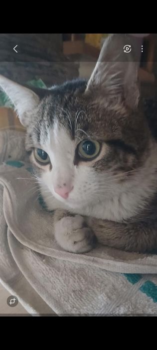 Котик в добрые руки