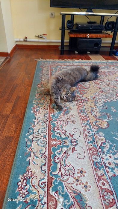 Отдам в добрые руки