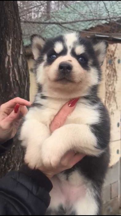 Мальчики хаски голубоглазые